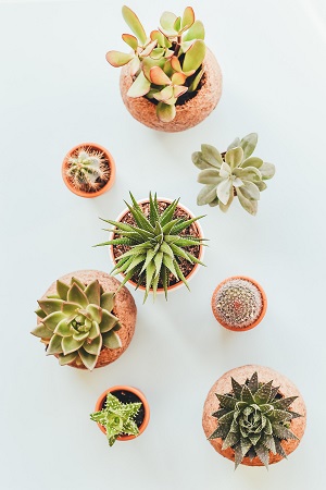 cactusgroup_300 cactus
