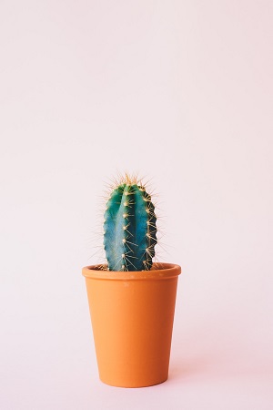 cactuspink_300 cacti