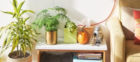 indoor plants