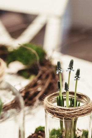 masonjar_plant terranium