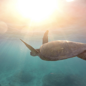 swimmingwithturtles swim with turtles hawaii