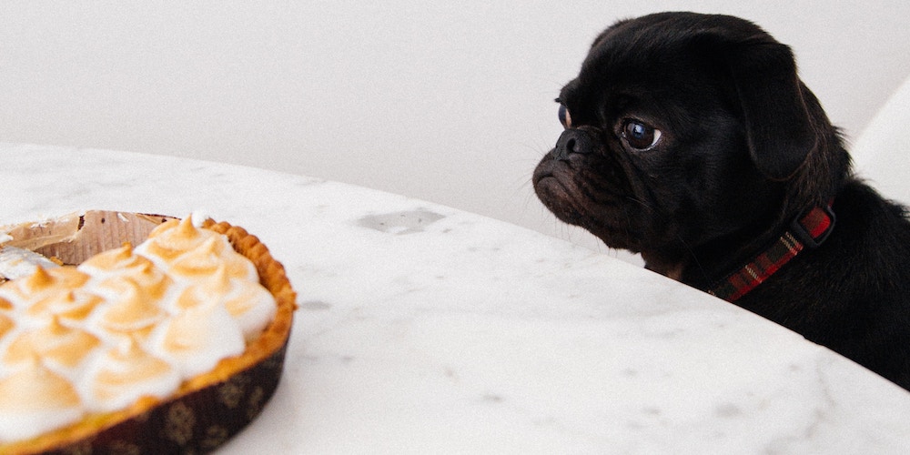 Human Foods To Keep Away From Your Dog At Home Her World Raw Eggs