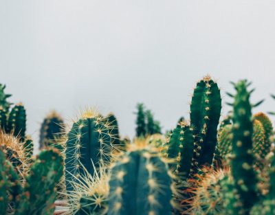 indoor cactus