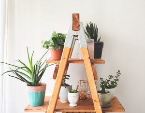 indoor plants