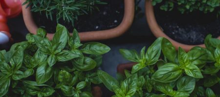 herb garden