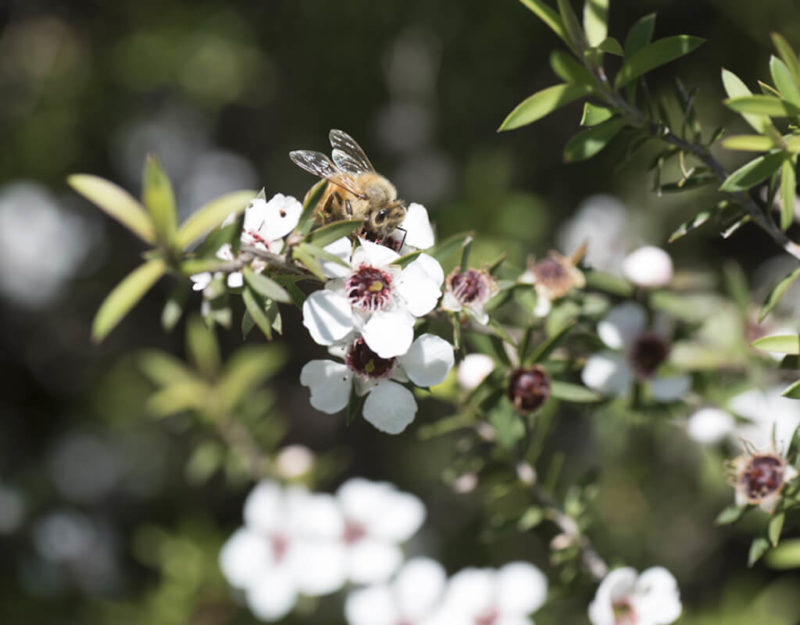 manuka honey